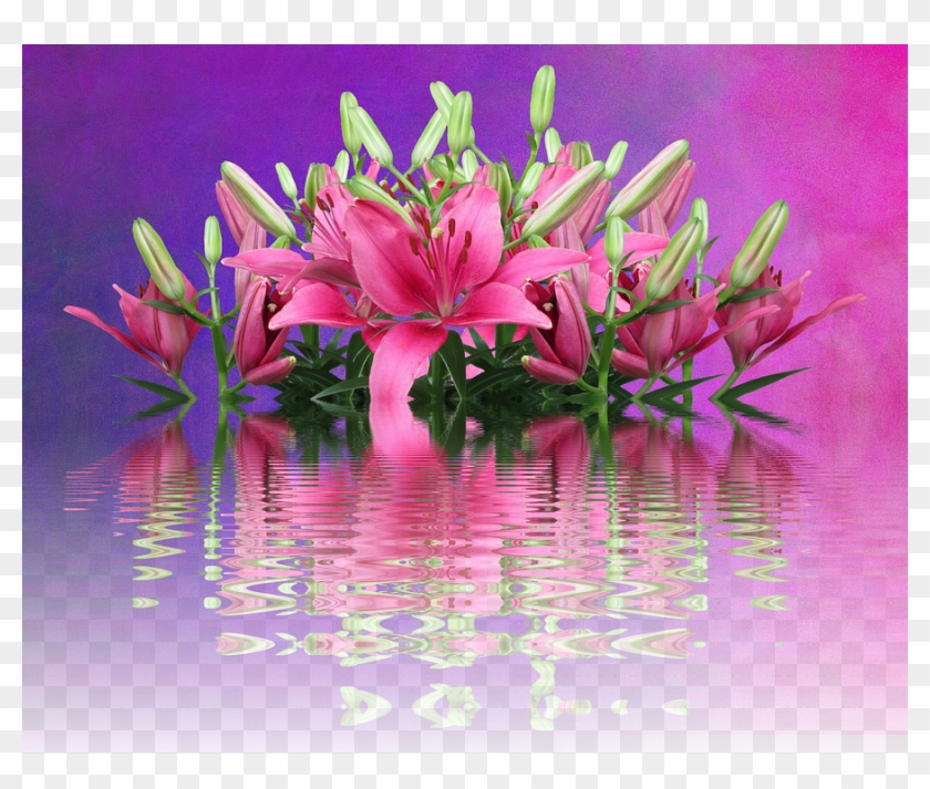 Lilies, Pink Lilies, Nature, Lily Family, Pink Flower - Lily Clipart #3669896