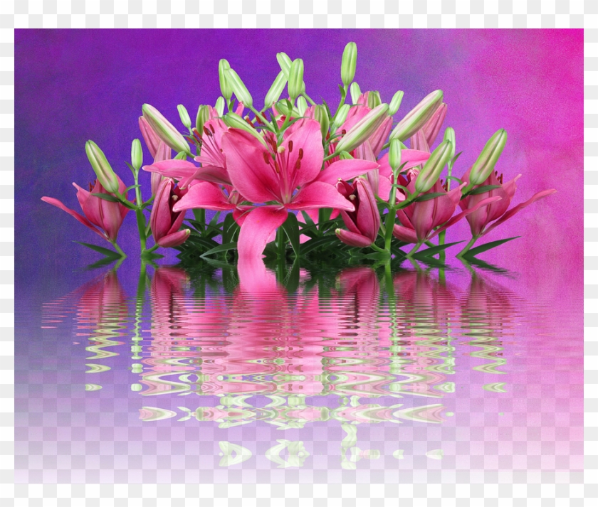 Lilies, Pink Lilies, Nature, Lily Family, Pink Flower - Lily Clipart