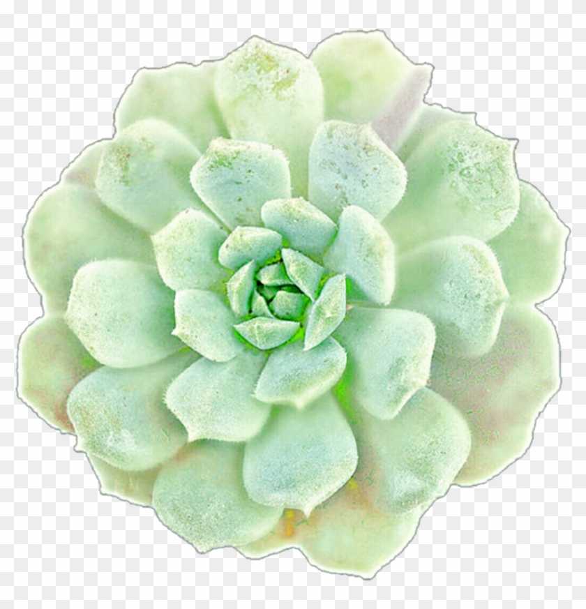 Succulent1 - Clip Art Succulents Png Transparent Png #3670041
