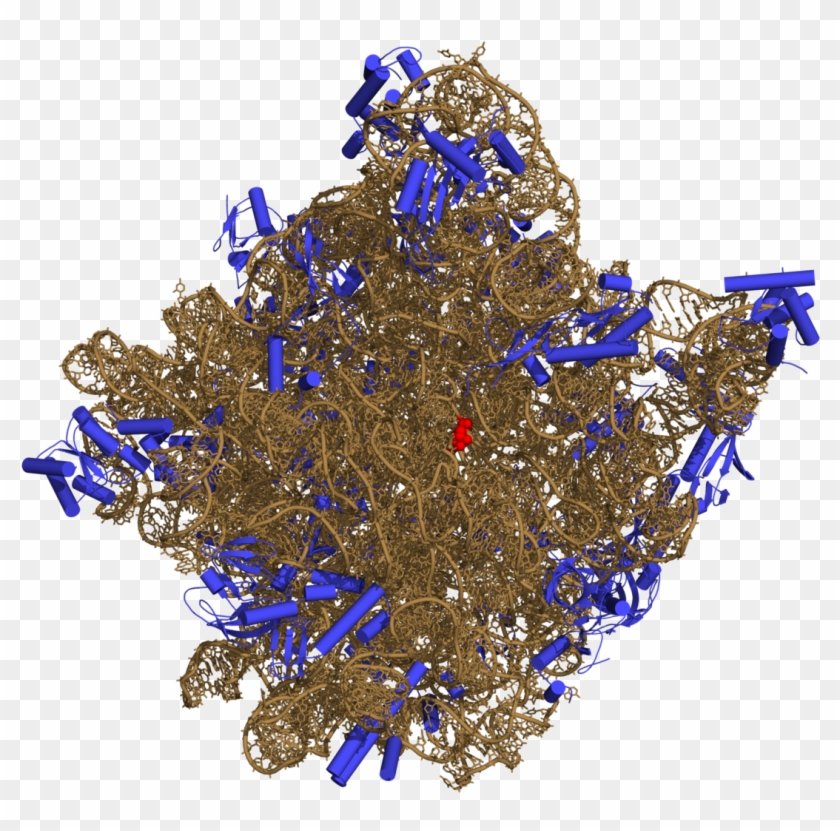 50s-subunit Of The Ribosome 3cc2 - Ribosomes Png Clipart
