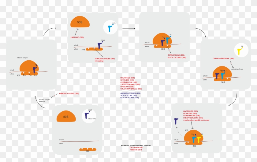 Protein Synthesis Inhibitors Antibiotic - Protein Synthesis Inhibitors Antibiotics Clipart