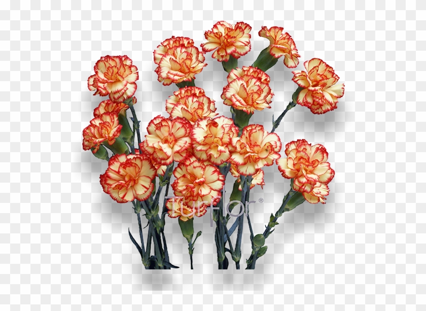 Cherry Tessino - Artificial Flower Clipart