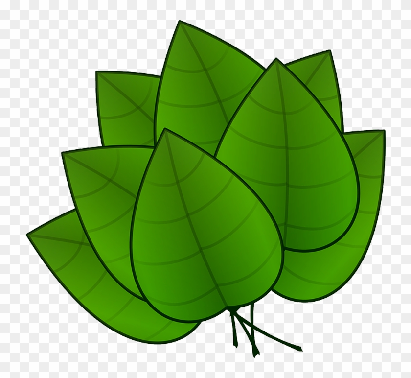 Folha Em Png - Parts Of Plants Leaves Clipart #3673002
