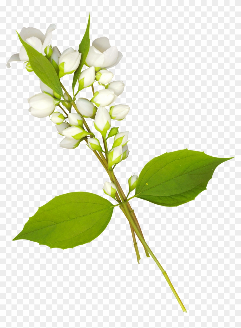 Folhas Em Png - Lilac Clipart #3673062