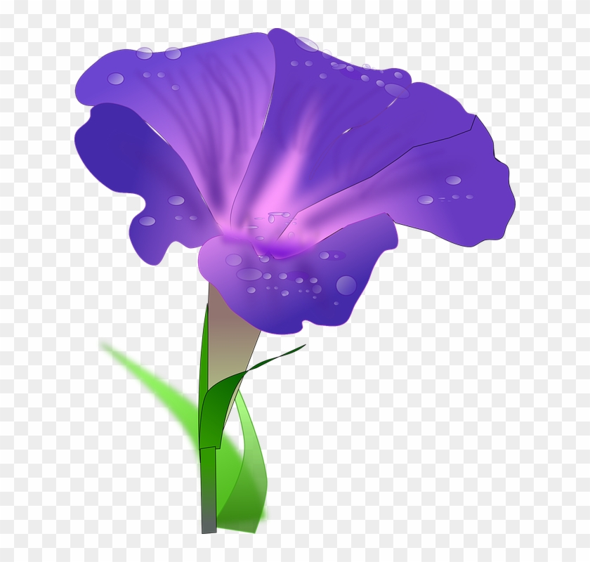 Morning Glory Dew Drops Blue Violet Flower Purple - Morning Glory Flower White Background Clipart #3673348
