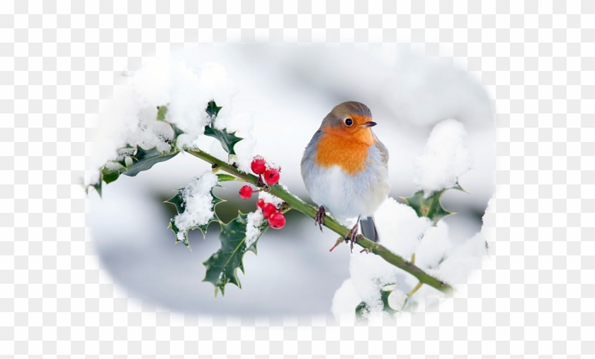 #scene #snow #robin #winter #holly #christmas #xmas - Robin Red Breast In Snow Clipart #3675063