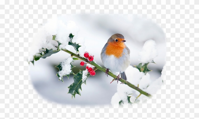 #scene #snow #robin #winter #holly #christmas #xmas - Robin Red Breast In Snow Clipart