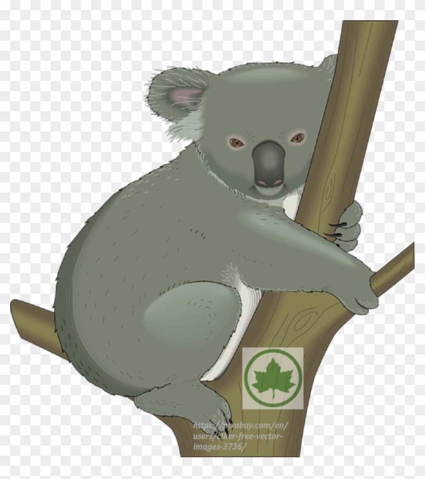 Lesson 80 Riding With Confidence, In R - Free Clip Art Koala - Png Download