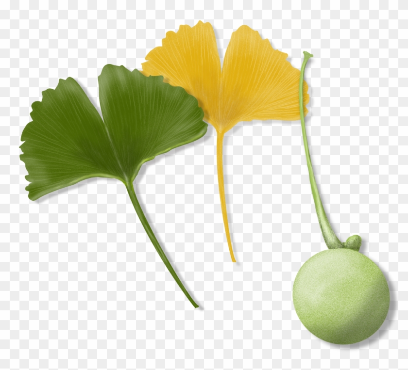 Expand Image - Maidenhair Tree Clipart
