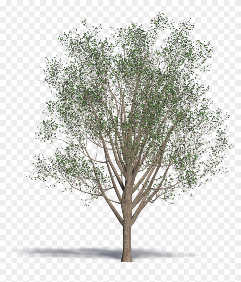 Ginkgo Biloba - Wood Clipart #3677868