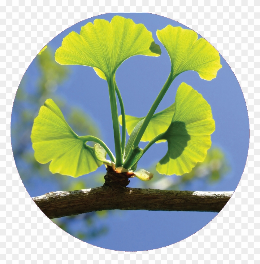 Circel-ginkgo Biloba - Forever Ginkgo Clipart #3677931