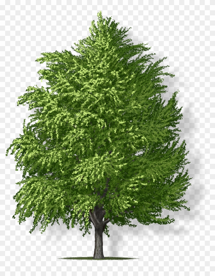 Tree Height - Pine Tree Top View Png Clipart