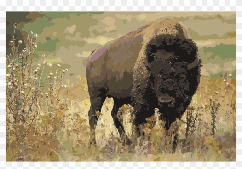 National Park Water Buffalo Animal Gray Wolf Stephens - Temperate Grassland Animals Bison Clipart