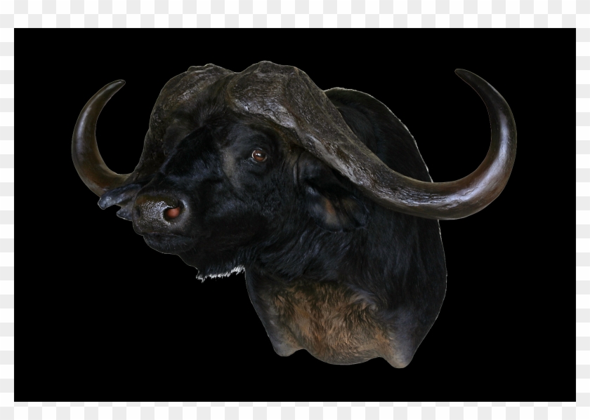 Bull Clipart