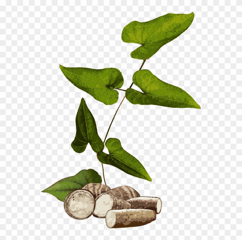 Yams - Yam Plant Png Clipart