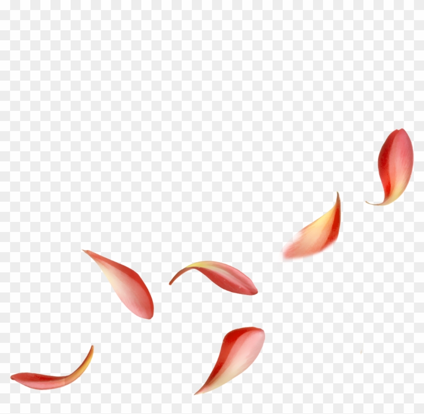 Macro Photography Clipart #3681997