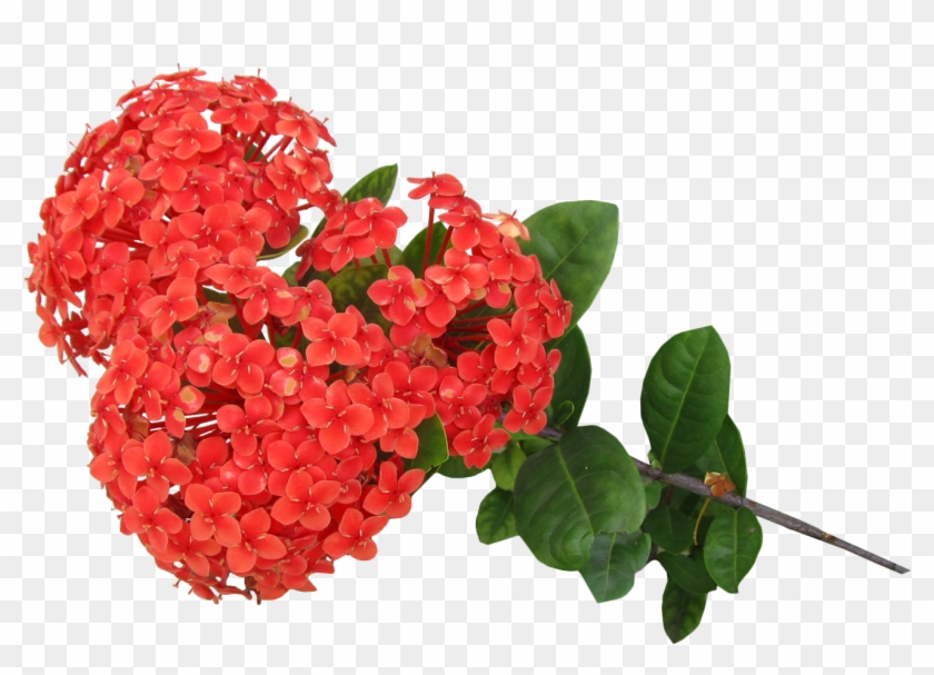Rosa Laranja Png Flor Ixoria Vermelha Em Png Clipart #3682056