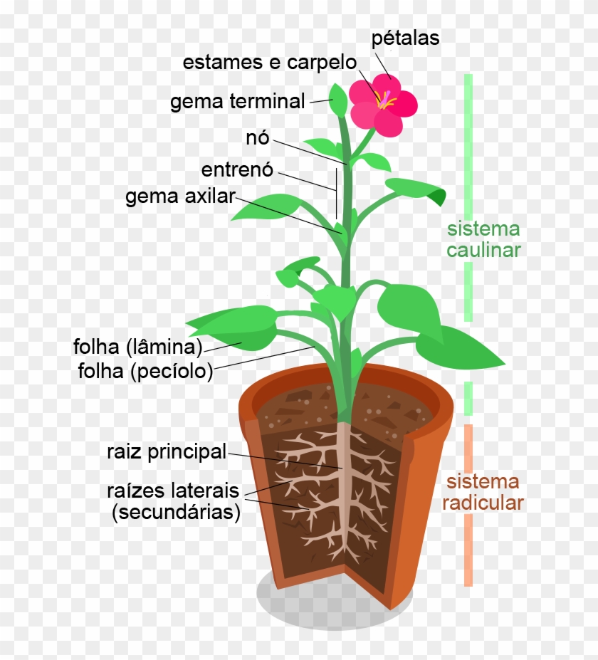 Morfologia Vegetal, Estruturas - Plant Structure Clipart