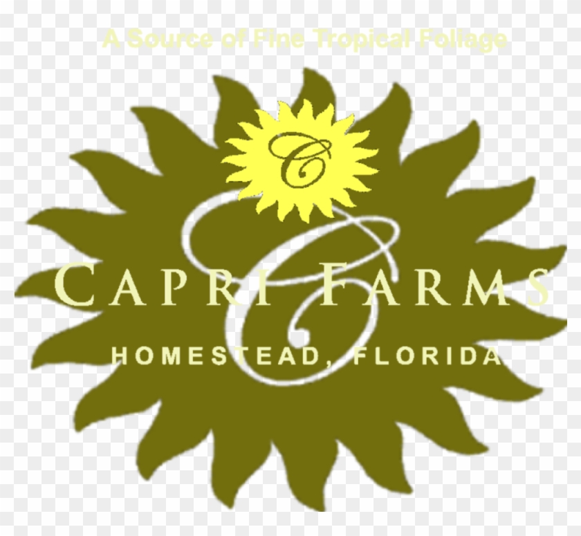 Cropped Capri Farms Two Tone Combo Header - My Valentine! (anti-crisis Girl) Clipart #3682635