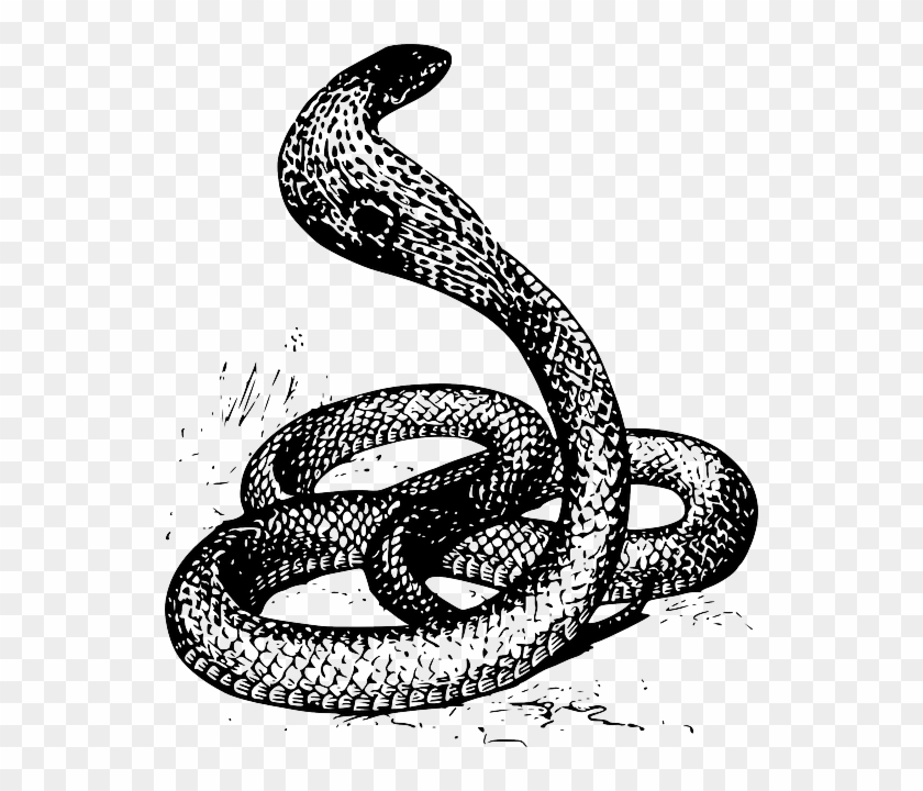 Free Vector Graphic Cobra Snake - Cobra Black And White Clipart #3683799