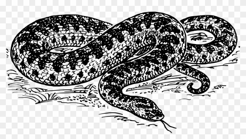 Png - Serpiente En Blanco Y Negro Clipart #3684229