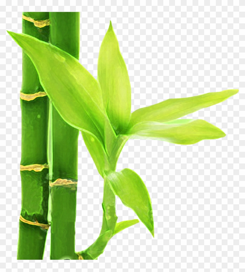 Bambu 3 - Flor De Bambu Png Clipart #3684407