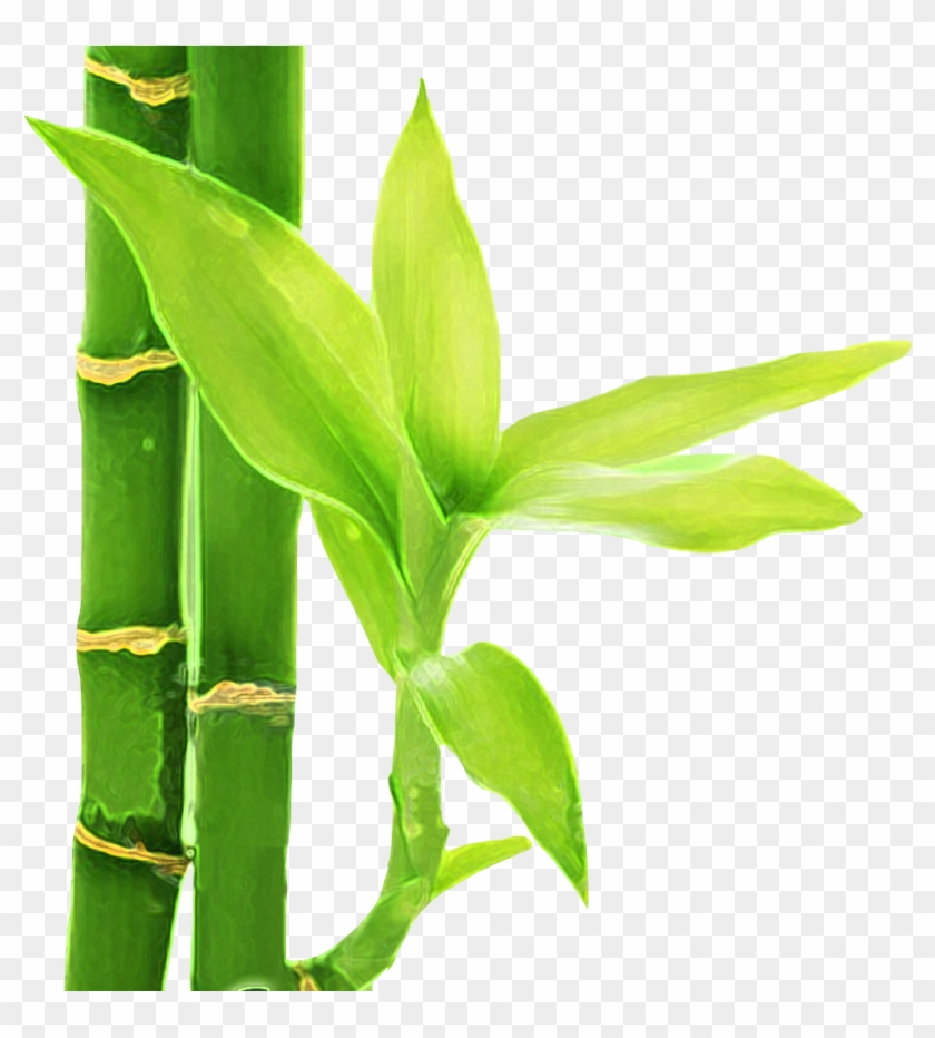 Bambu 3 - Flor De Bambu Png Clipart