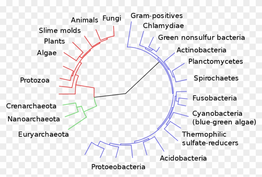 Classification Of Bacteria Clipart #3684569