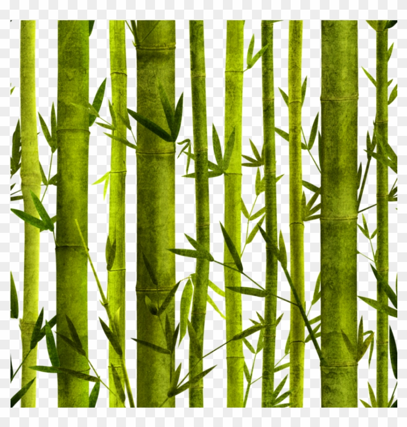 #bambu - Painted Bamboo Forest Clipart #3685043