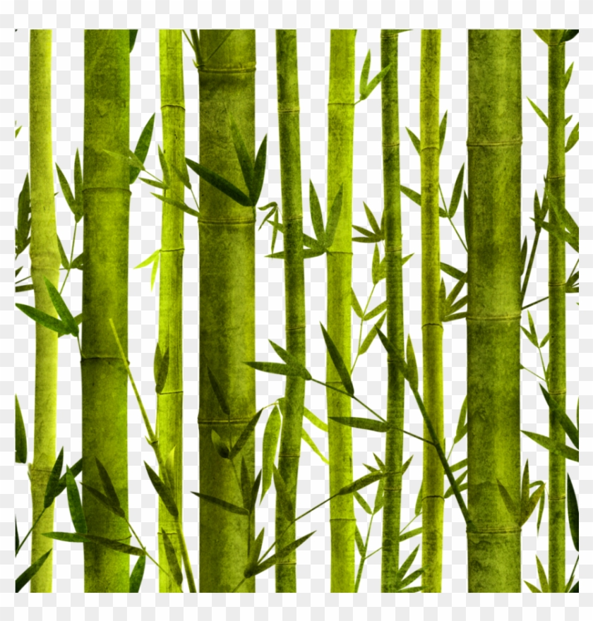 #bambu - Painted Bamboo Forest Clipart