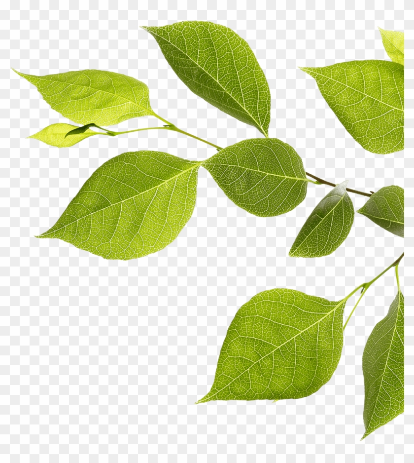 Branch With Green Leaves - Twig Clipart #3685389