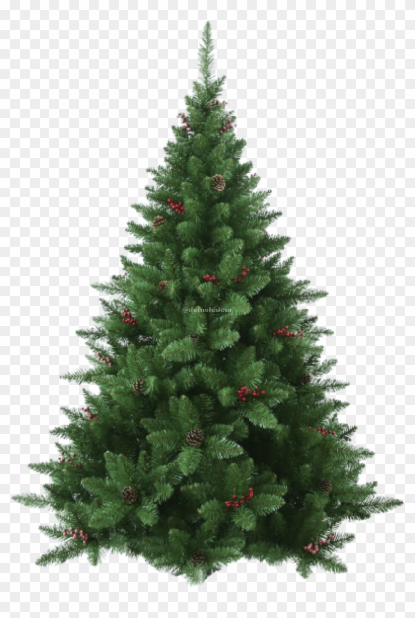 Report Abuse - Fraser Fir Tree Clipart #3685413