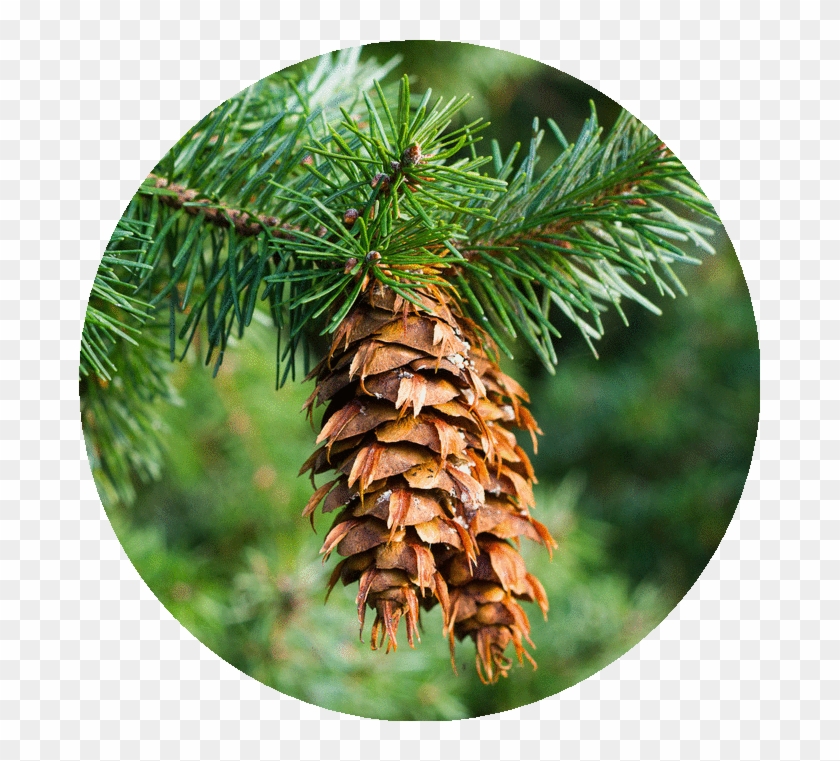 Douglas Fir Eo Circle Image - Douglas Fir Clipart