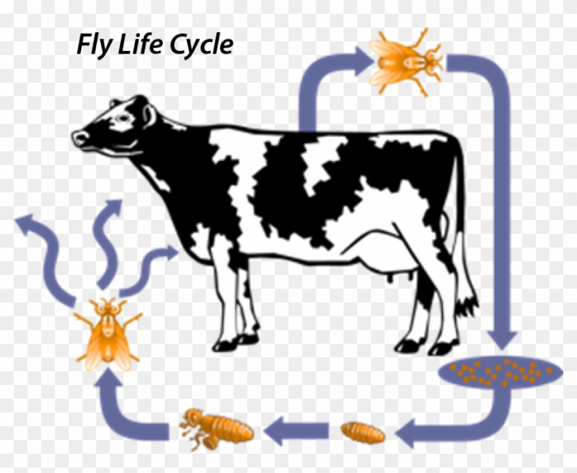 Vector Download Milk Cow Free On Dumielauxepices Net - Life Cycle Cow Clipart #3686085