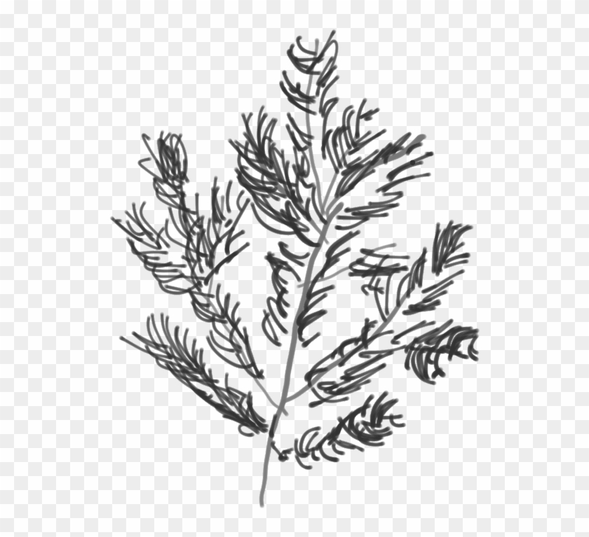 Douglass Fir Branch - Lavandula Dentata Clipart #3686279