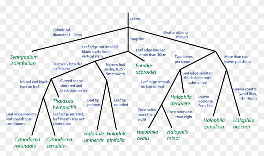 Flowchart Showing The Use Of Leaf Morphology For Quick Clipart