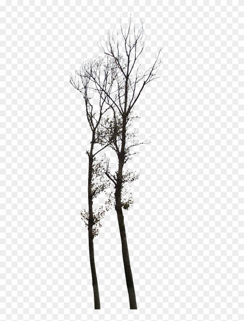 Arboles Png - Birch Clipart #3686963