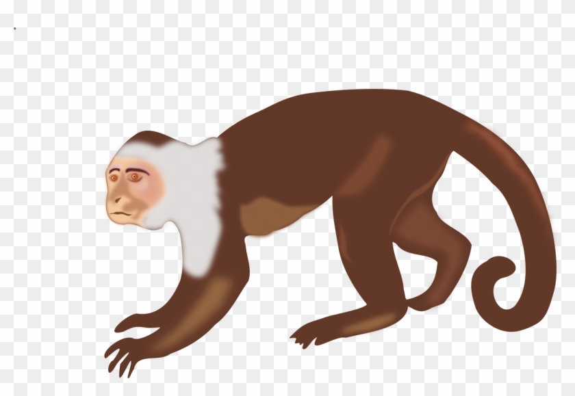 Animal,monkey,singe,free Vector Graphics,free Pictures, - Capuchin Monkey Clip Art - Png Download #3687023