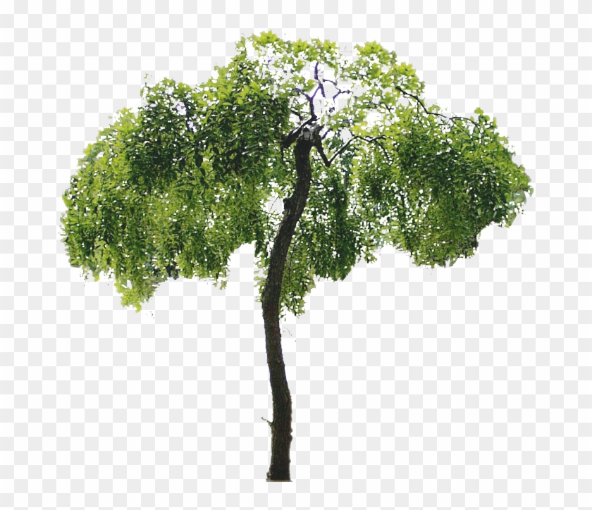 Arboles Png - Tree Psd Clipart