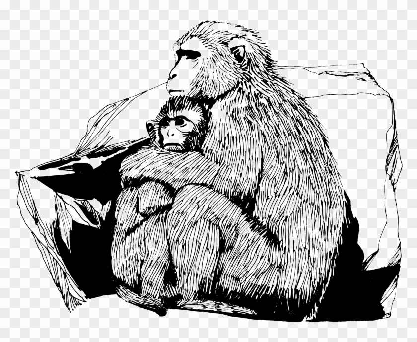 Free Vector Macaque - Macaque Drawing Clipart #3687799