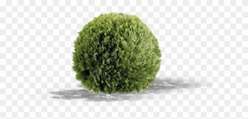 View In My Picture - Topiary Clipart #3688383