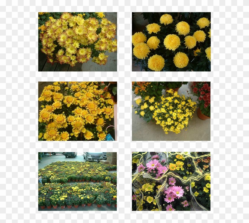 Top, Middle Left & Right - Chrysanths Clipart #3688452
