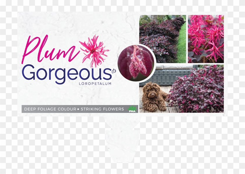 Where To Buy - African Daisy Clipart