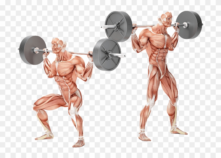 Bodybuilding Personal Training Exercises - Bodybuilding Exercises Clipart