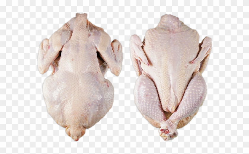 Eastern Spadefoot Clipart #3689826