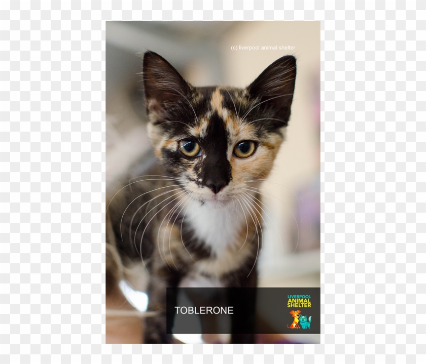 Photo Of Toblerone - Domestic Short-haired Cat Clipart #3689987
