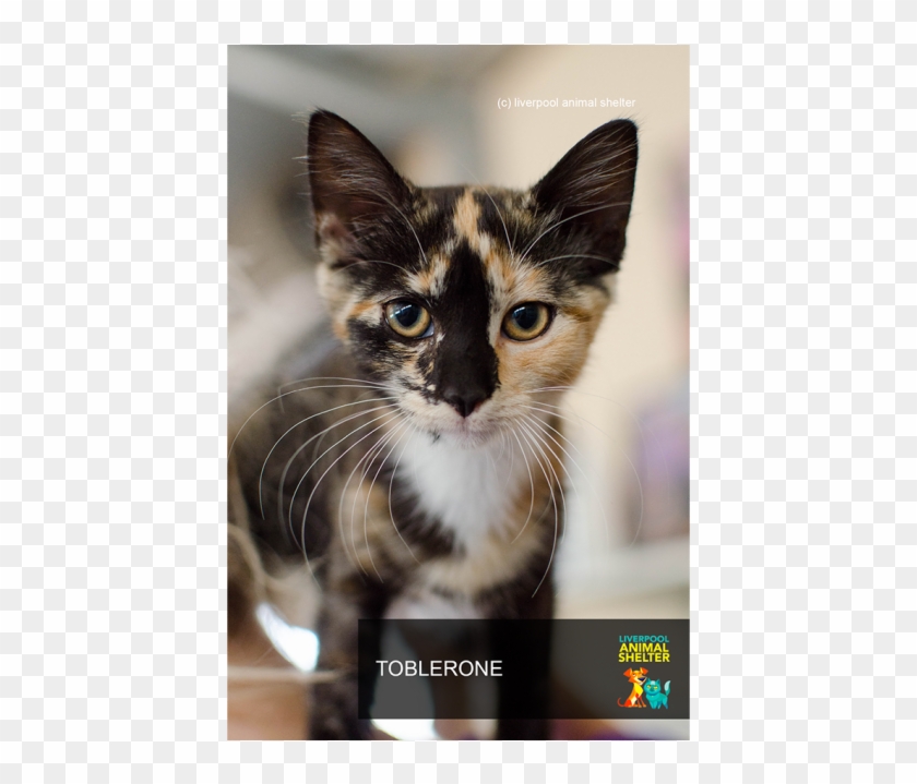 Photo Of Toblerone - Domestic Short-haired Cat Clipart