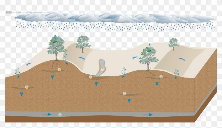 Wind-blown Inland Sand Dunefields - Eucalyptus Tree Drawing Clipart #3691461