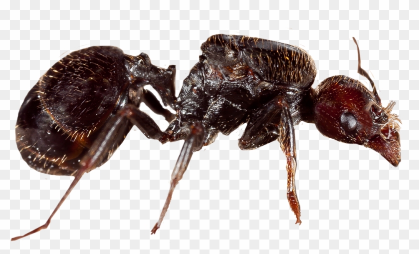 Reina Hormiga De Messor Barbarus, - Bug Clipart