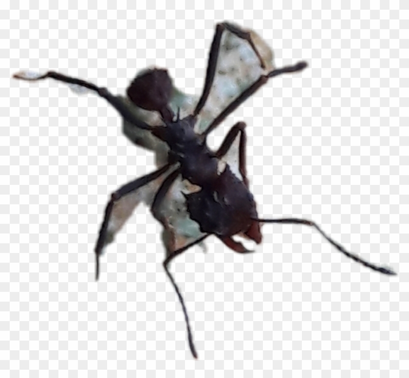 #la Hormiga - Membrane-winged Insect Clipart